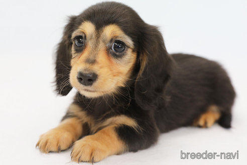 成約済の神奈川県のミニチュアダックスフンド(ロングヘアード)-306791の1枚目